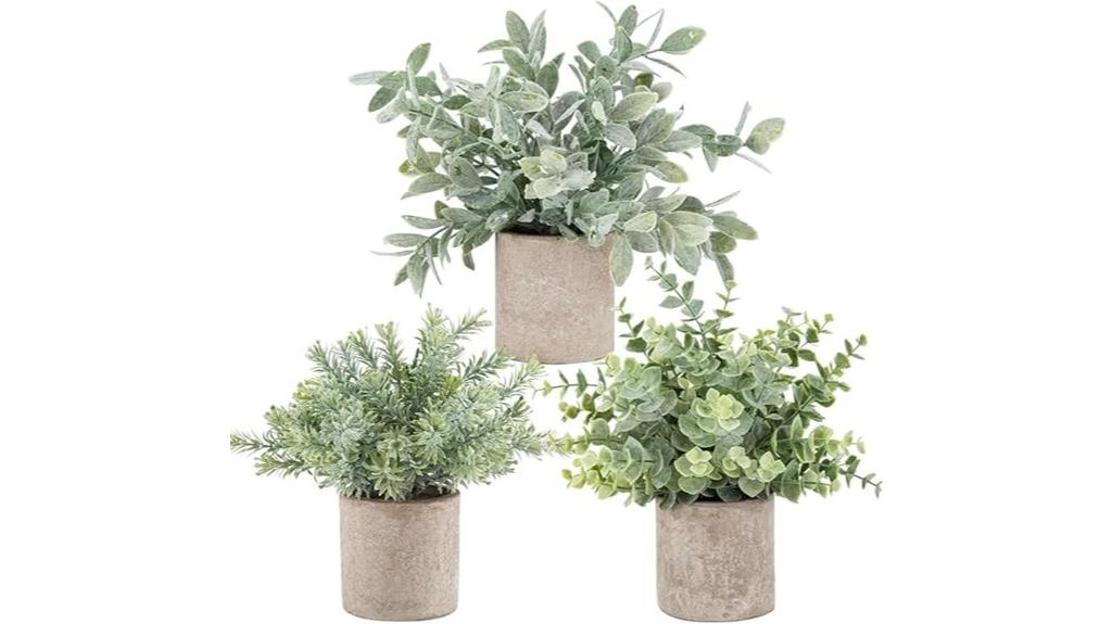 mini rose plant pack
