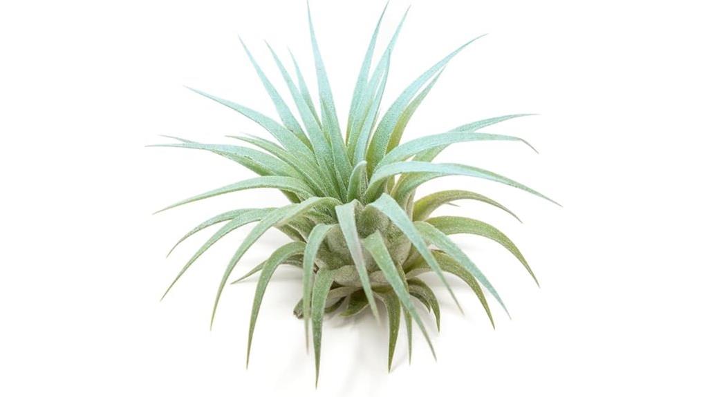 colorful light blue tillandsia