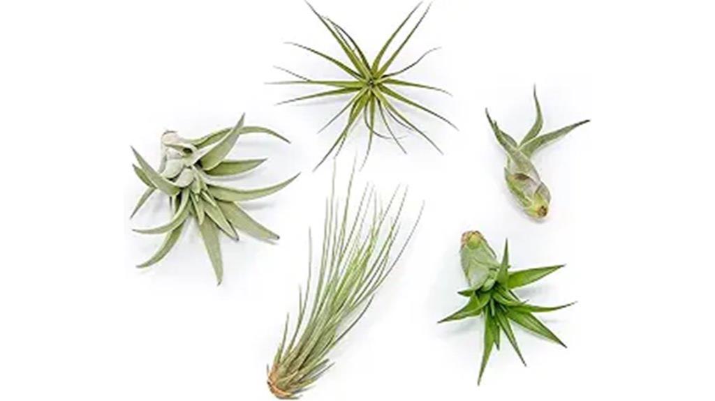 five piece air plant set