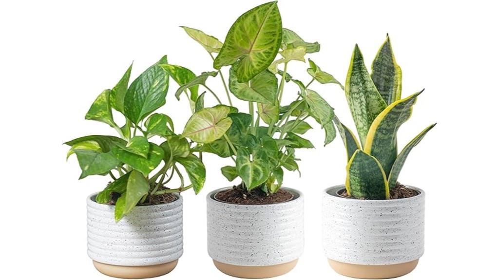 indoor live plant set