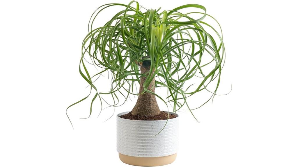 indoor ponytail palm bonsai