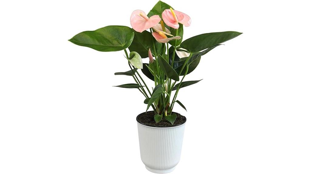 pink anthurium white pot