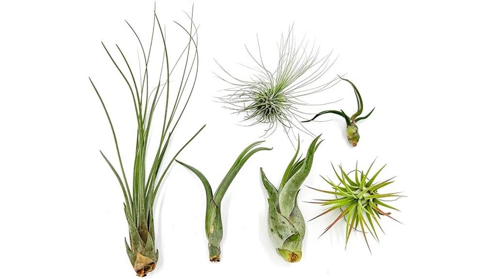 tiny air plant assortment