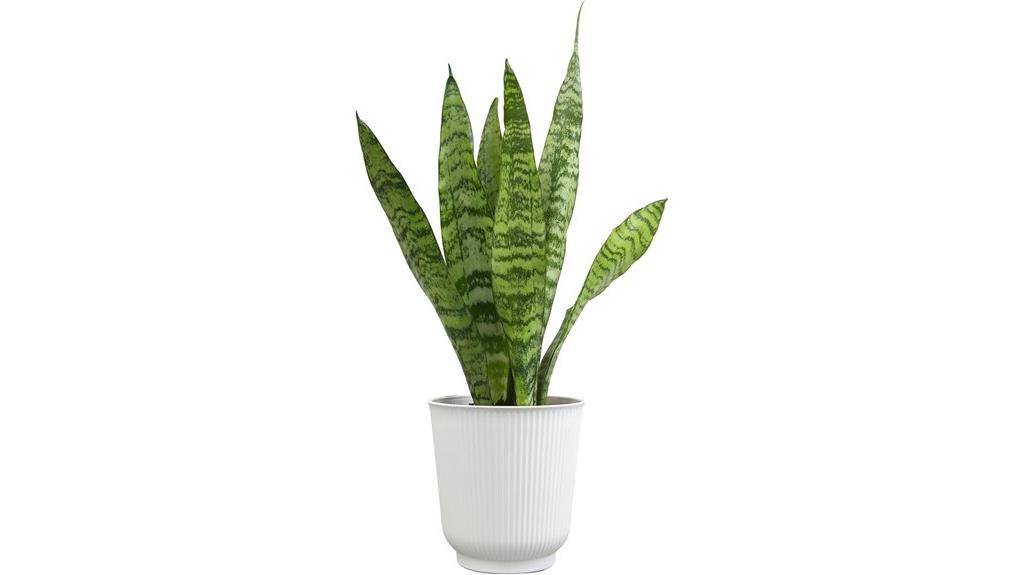 variegated snake plant in white planter